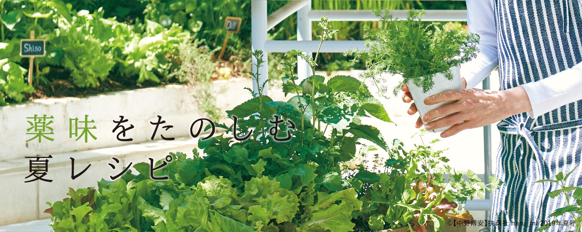 薬味をたのしむ夏レシピ